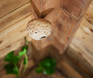 Wasp Nest Control